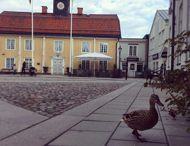 Image of a duck in town